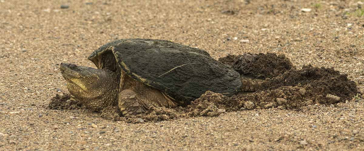 Species Spotlight Snapping Turtles Three Rivers Park